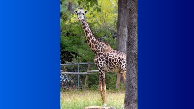 One of the world’s oldest endangered giraffes in captivity, 31-year-old