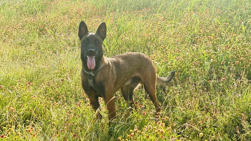 Killeen Police Department’s K9 Yari to get donation of body armor