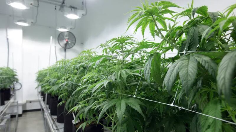 Marijuana plants at Compassionate Cultivation, a home-grown medical cannabis company in...