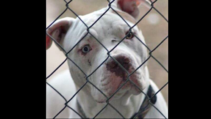Police say the pit bull, named Caesar, lunged at an officer who was trying to serve a warrant....