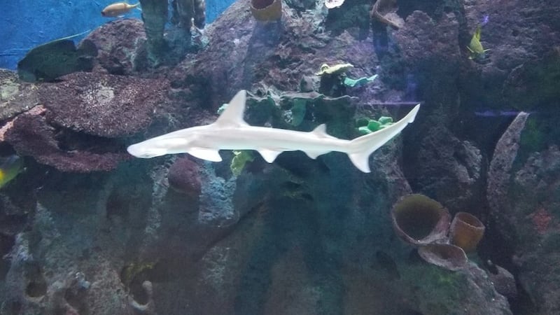 (Cameron Park Zoo photo)