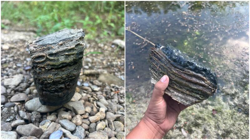Art Castillo of Hewitt found this Columbian mammoth molar while on a hike in Waco's Cotton...