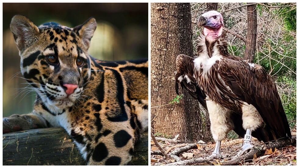 A leopard named Nova escaped after someone tampered with her enclosure at the Dallas Zoo. ...