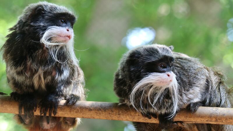 Emperor Tamarin monkeys, Bella and Finn