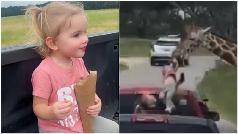 'My heart stopped': Fossil Rim giraffe accidentally picks up toddler during drive-thru safari - Vimarsana News