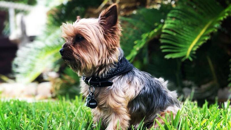 The 8-year-old Yorkie named Whiskey, has been missing since a weekend accident in Waco....