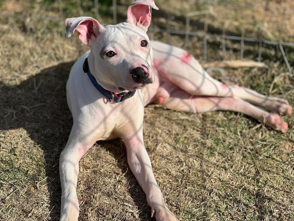 Dog from Killeen recovering in Dallas area after being found burned and starved in a suitcase